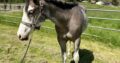 Handsome full double AQHA APHA all around prospec!