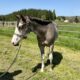 Handsome full double AQHA APHA all around prospec!