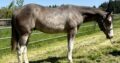 Handsome full double AQHA APHA all around prospec!
