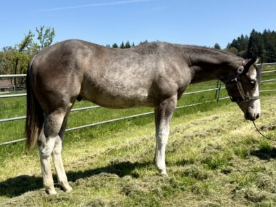 Handsome full double AQHA APHA all around prospec!