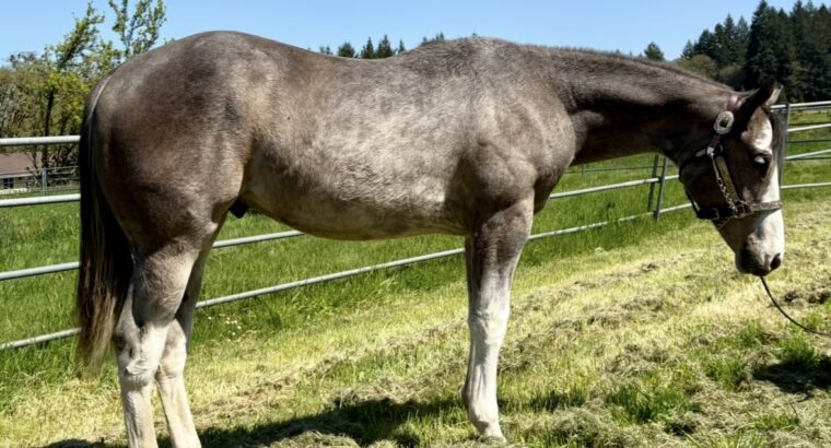 Handsome full double AQHA APHA all around prospec!