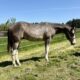 Handsome full double AQHA APHA all around prospec!