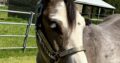 Handsome full double AQHA APHA all around prospec!