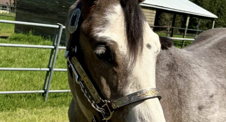 Handsome full double AQHA APHA all around prospec!