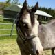 Handsome full double AQHA APHA all around prospec!