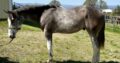 Handsome full double AQHA APHA all around prospec!