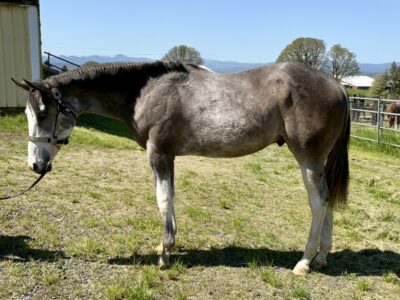 Handsome full double AQHA APHA all around prospec!