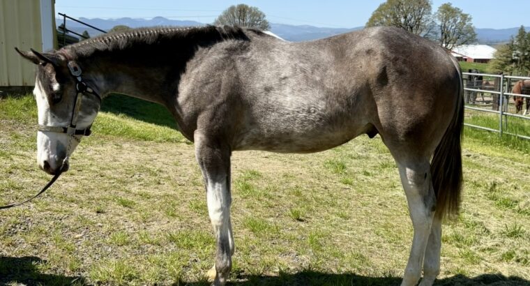 Handsome full double AQHA APHA all around prospec!
