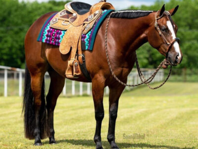5YO Machine Made Mare