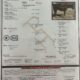 Triple Registered Machine Made All-Around Gelding