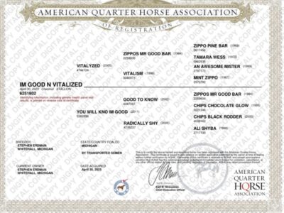 Vitalyzed Gelding Prospect