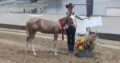 2YO APHA Gelding All-Around Prospect