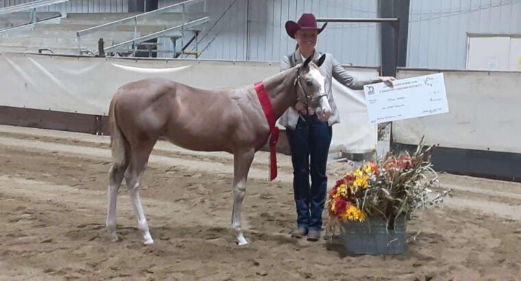 2YO APHA Gelding All-Around Prospect