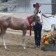 2YO APHA Gelding All-Around Prospect