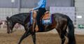 Batt Man Western All-Around Gelding