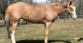 2YO APHA Gelding All-Around Prospect