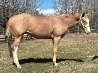 2YO APHA Gelding All-Around Prospect