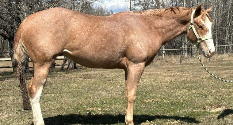 2YO APHA Gelding All-Around Prospect