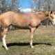 2YO APHA Gelding All-Around Prospect