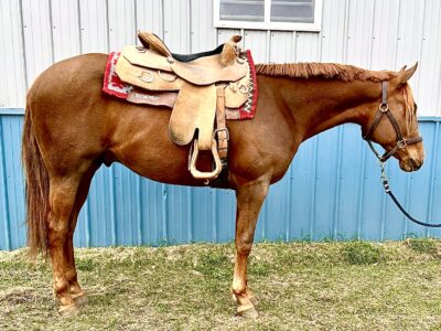 Vitalyzed Gelding Prospect