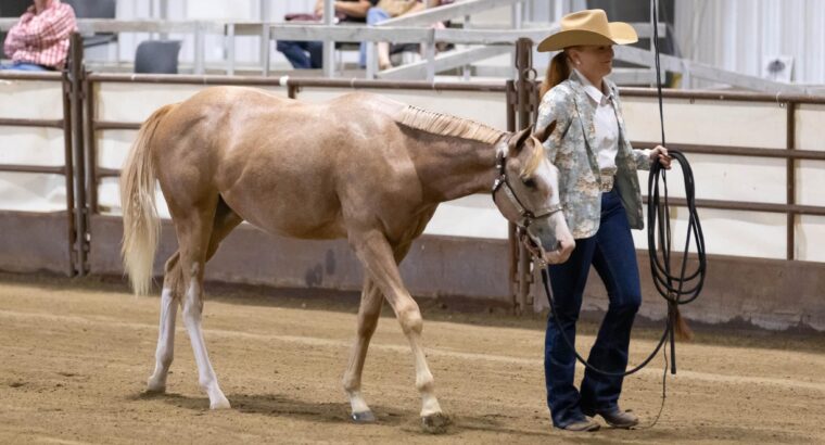 2YO APHA Gelding All-Around Prospect