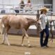 2YO APHA Gelding All-Around Prospect