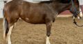 Double AQHA/APHA 2YO Fancy Prospect