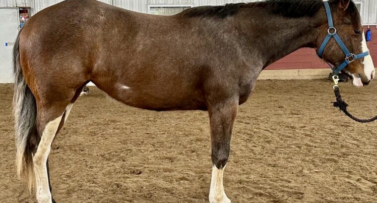 Double AQHA/APHA 2YO Fancy Prospect