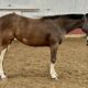 Double AQHA/APHA 2YO Fancy Prospect