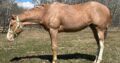 2YO APHA Gelding All-Around Prospect