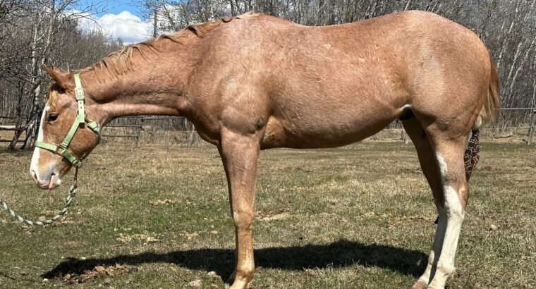 2YO APHA Gelding All-Around Prospect