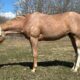 2YO APHA Gelding All-Around Prospect