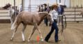 2YO APHA Gelding All-Around Prospect