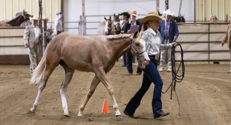 2YO APHA Gelding All-Around Prospect