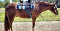 Triple Registered Machine Made All-Around Gelding