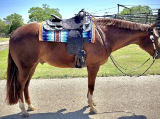 Triple Registered Machine Made All-Around Gelding