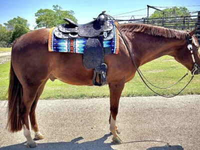 Triple Registered Machine Made All-Around Gelding
