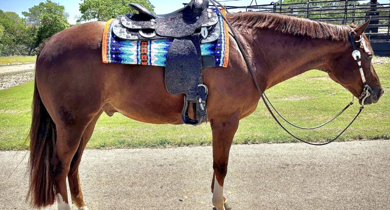 Triple Registered Machine Made All-Around Gelding
