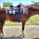 Triple Registered Machine Made All-Around Gelding