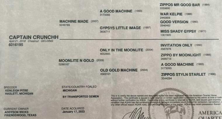 Triple Registered Machine Made All-Around Gelding