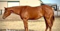 Pretty GBB 2YO HUS Mare
