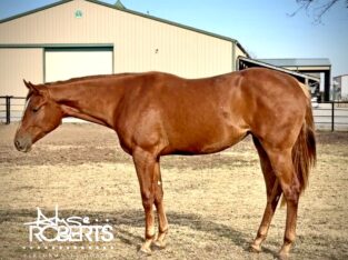 Pretty GBB 2YO HUS Mare
