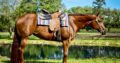 High End OHK Western Pleasure Mare