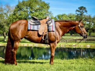 High End OHK Western Pleasure Mare