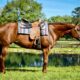 High End OHK Western Pleasure Mare