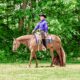 High End OHK Western Pleasure Mare