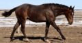 Makin Me Willy Wild x Good I Will Be – Gelding