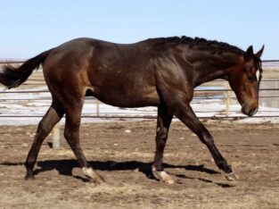 Makin Me Willy Wild x Good I Will Be – Gelding