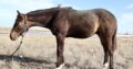 Makin Me Willy Wild x Good I Will Be – Gelding