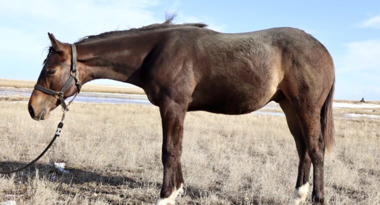 Makin Me Willy Wild x Good I Will Be – Gelding
